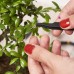 Cultivea® Lot de 32 Outils Complet bonsaï – Outil en Acier Jardinez Cisailles à bonsaï pour Entretien de Vos bonsaïs et Plantes Ciseaux Pince Taillage et élagage bonsaï Fil Aluminium - BK5MKFRUD