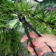 Pince à bec plat – Pince à dénuder torsadée pour bonsaï outil de jardinage en alliage d'acier - BQ715AVOI