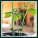 Ailan Plante Ties Support Wrapping Corde Plantation Formation Fil Ménage Bureau Jardinage Serre Accessoires - BH6D3DPCX