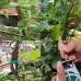 Attaches végétales pour Le Soutien Attaches de Support de Ficelle de Jardin Fil de Jardinage avec Coupe-Fil Ficelle de Jardin pour Plantes grimpantes Bouquets et Artisanat de - B2BVNPNST