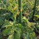 GKONGU Câble pour Plantes 30M,Cravate de Jardin Organisateur des Plantes désordonnées - B534KLLTD