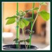 kawehiop Attaches torsadées pour plantes Support de vigne Corde d'emballage Arbres fruitiers Formation Fixation Chaîne Organisateur de bureau Jardinage Patio - BQ3E3UIZX