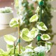 NXACETN Attaches de plantes vertes souples pour jardin Double face Réutilisables En nylon Crochet Supports de jardin en canne de bambou Pour un usage domestique Vert - B5NNQEGDG