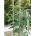 The UM24 Ficelle de jardin pour plantes de tomates roses grimpantes vignes concombres courge et bonsaï 2 mm - BHQMVVWQM