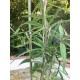 The UM24 Ficelle de jardin pour plantes de tomates roses grimpantes vignes concombres courge et bonsaï 2 mm - BHQMVVWQM