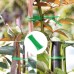 TYPHEERX Lot de 100 attaches torsadées pour le jardin Pour attacher des vignes des arbustes des fleurs Vert - BN7QVBYMF