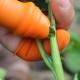 Couteau à pouce en silicone Coupe-pouce Couteau à pouce en silicone Lit de doigt en caoutchouc séparé pour cueillir des légumes des fruits un dispositif de cueillette pour la récolte du jardin - BVMN2DLJG