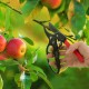 Happyyami Coupeur D' Arbre de Cisaillement: Coupe- Arbre de Fruits Trimmer Sauvegarde D' Une Arbre de Coupe Cisaillement de La Cisaille de Jardinage - BKM3ENYTU