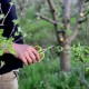 Sécateur Jardinage Japonais Bonsai Outils De Jardin Branche D'arbres Fruitiers Coupe Ciseaux Outils De Jardin Raisin Élagage Cisailles - BHQ17XGFS