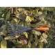 Meccion Mini râteau de jardin 40,6 cm 9 racines en acier avec poignée ergonomique confortable et résistant à la rouille – Outil de jardinage professionnel - BDQVEFDPM
