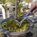 SHINROAD Pince à épiler pour jardinage râteau à racines râteau à bonsaï outil de jardinage - BNKEDYKPW