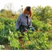 Namvo Garden Tools Sac de rangement avec poches sac en toile de jardin kit d'accessoires de jardinage ceinture à outils vert - BEK41TLRU